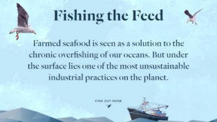 Fishing the Feed