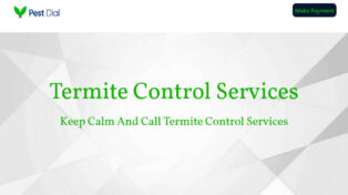 Termite control 11 Termite control