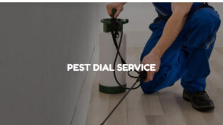 pest control 10 pest control