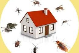pest control 7 pest control