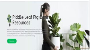Fiddle leaf fig care 7 Fiddle leaf fig care