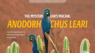 The Mystery of Lear's Macaw 9 The Mystery of Lear’s Macaw